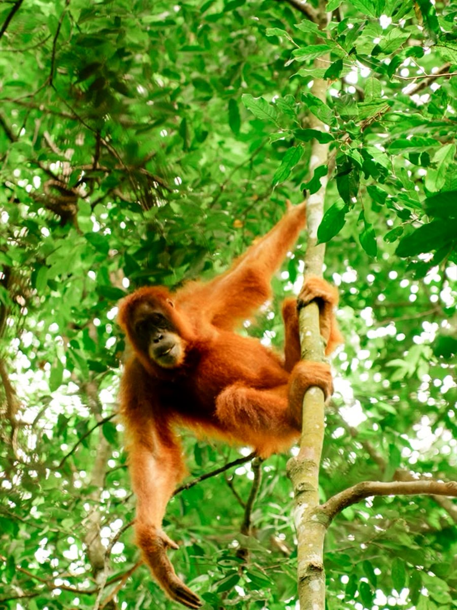 Orangutan terlihat di jalur hutan Bukit Lawang